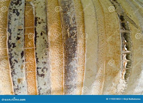 Texture Of The Yellow Crust Of The Palm With Vertical Strips The