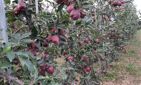 What Is A High Density Apple Orchard Kashmiri Apple
