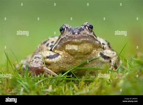 Frog Amphibian Grass High Resolution Stock Photography And Images Alamy