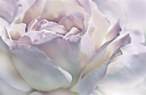 Purple Passion Pastel Rose Flower Photograph By Jennie Marie Schell