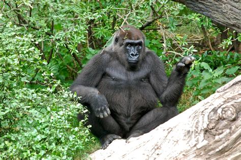 Gorilla Bronx Zoo Rich Brooks Flickr