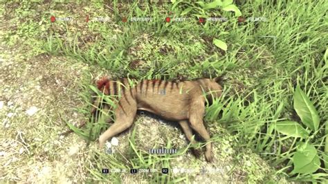 Waz and chris investigate a very recent sighting of thylacine (tasmanian tiger) in central tasmania that was made through. Thylacine in Far Cry 3 | Location - YouTube