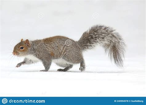 Eastern Gray Squirrel Walking On A Snowy Day In Winter Stock Photo