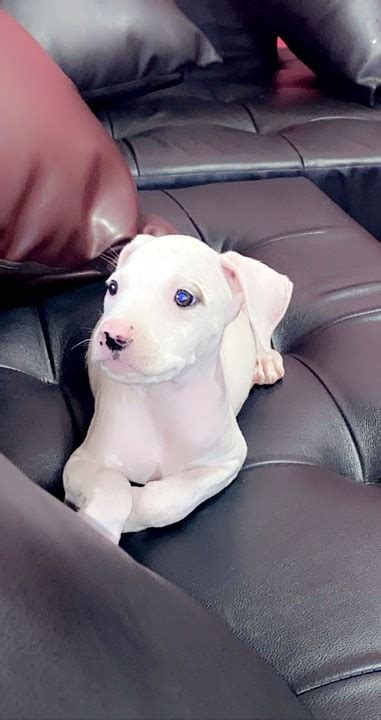 Pure White Male Pitbull Pup Pets Nigeria