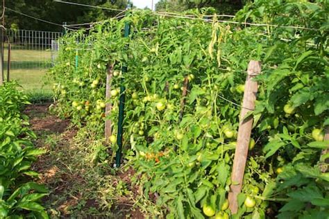 Pruning Tomato Plants How To Prune Tomatoes For Bigger Fruit Health