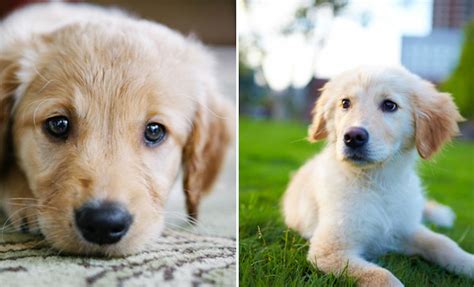 Golden retriever puppies are adorable, playful and smart. 12 Pictures Of Golden Retriever Puppies To Instantly ...