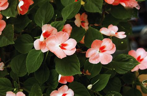 Do Impatiens Like Sun Or Shade Ehow