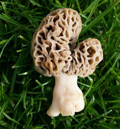 Mushroom Looks Like Michigan Wjr Am
