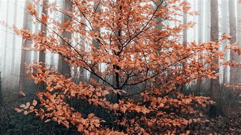 Download Wallpaper 1920x1080 Tree Forest Fog Autumn Full Hd Hdtv