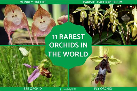 11 Rarest Orchids In The World With Names And Photos