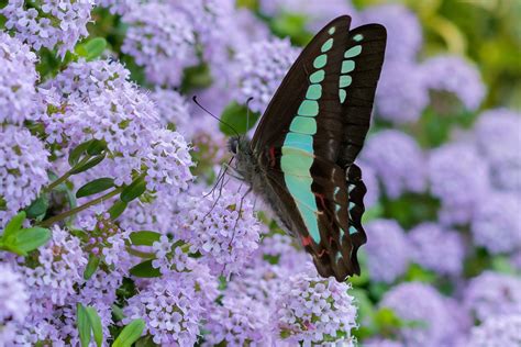 In some jurisdictions including the u.s. The Common Blue-bottle: Graphium sarpedon - Found near ...