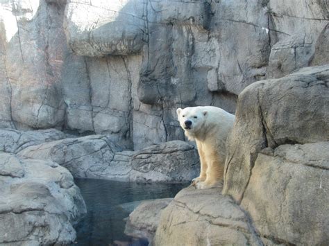 My Polar Bear Friends And Friends Of Polar Bears Tundra Heads For Detroit