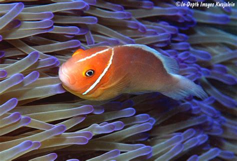 Amphiprion Perideraion Marshall Islands
