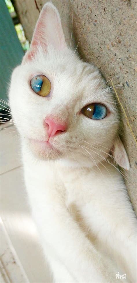 Supposedly All White Cats With Blue Eyes Are Deaf Hopefully This