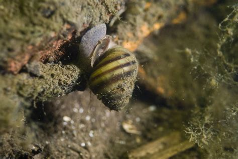 It is not entirely a surface water sport as we may be led to believe. Freshwater underwater mud snail | Flickr - Photo Sharing!