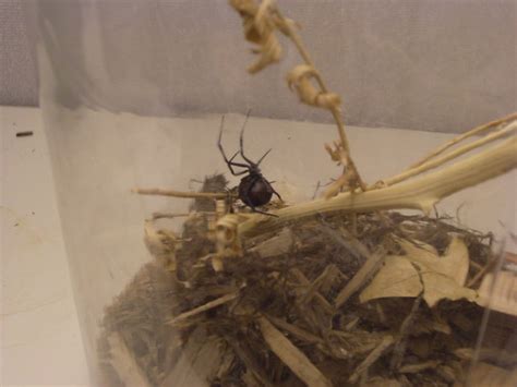 Black Widow Spider Pet Flickr Photo Sharing