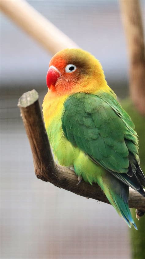 Download 720x1280 Wallpaper Parrot Tropical Bird Cute