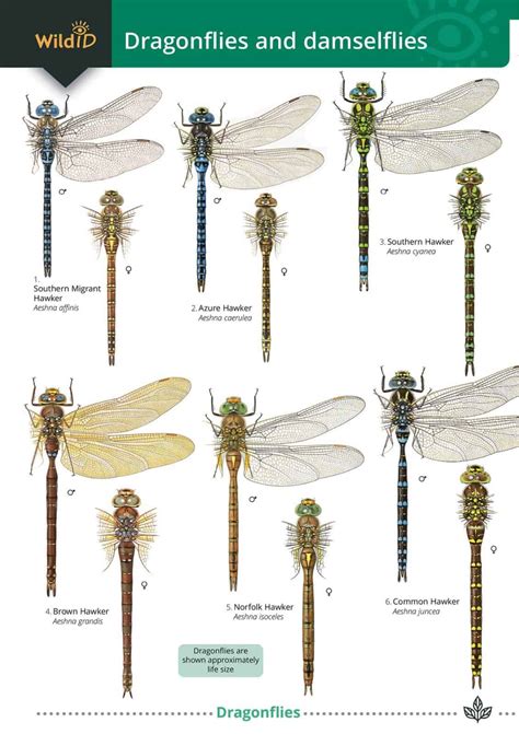 Dragonflies Guide Field Studies Council