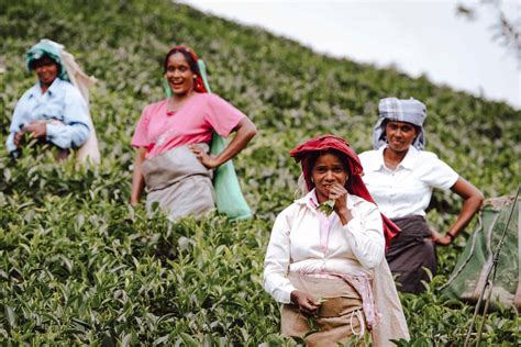 Tea Plantations In Sri Lanka Tea History Tea Regions And Tea Tours
