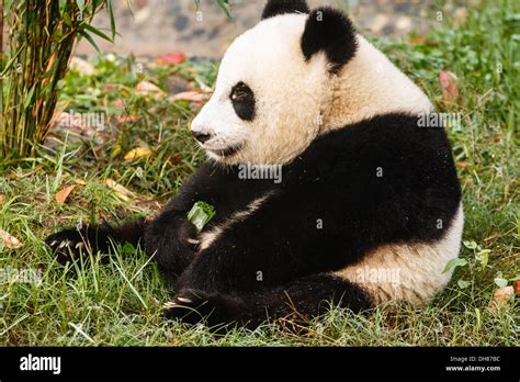Close Up Of Panda Bear Sitting Eating At Chengdu Research Base Of Giant