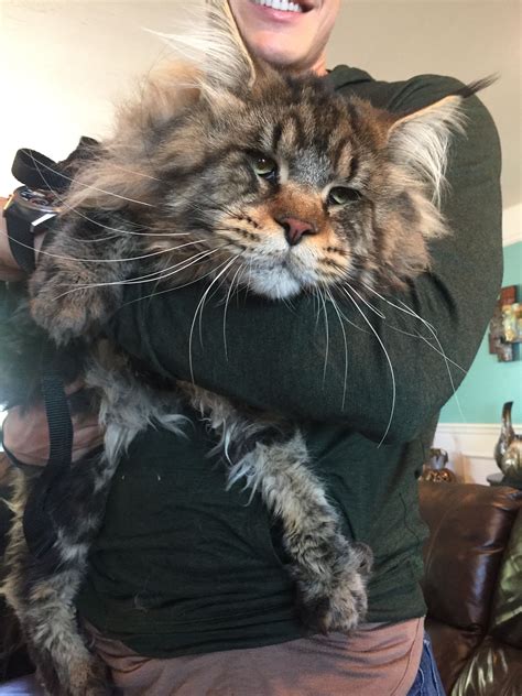 Giant Maine Coon Kittens For Sale Near Me