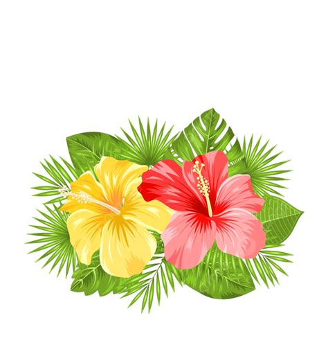 Hibiscus Tropical Flowers Vector Png Images Illustration Beautiful
