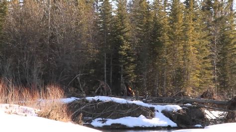 Bigfoot Sasquatch New Sighting Calgary Ab Canada Youtube