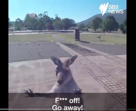 Watch Angry Kangaroo Punches Paraglider As Soon As He Lands Boing Boing