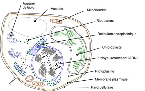 Schéma Dune Cellule Végétale Daprès Hopkins Hopkins 1995 Et