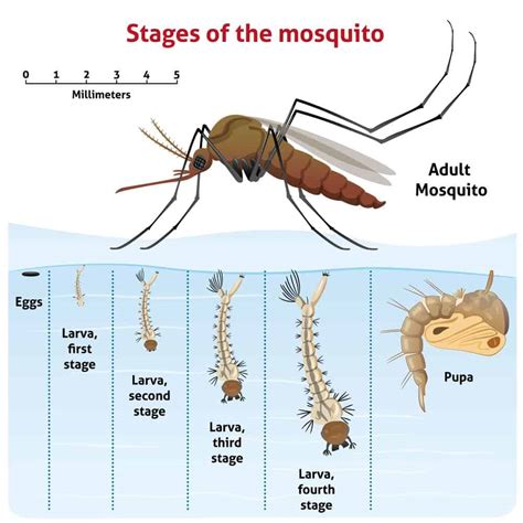 At What Temperature Do Mosquitoes Die Pestseek