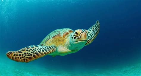 The longest living sea turtle species is the leatherback turtle with most estimates saying that they live around 75 years. How many years do turtles live? | Sea turtle facts, Sea ...