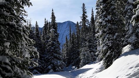 Download Wallpaper 2048x1152 Colorado Fir Trees Wood Trees Snow