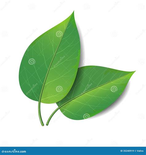 Green Leaves Royalty Free Stock Images Image 35240919