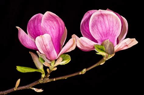 Magnolia Blooms Pentax User Photo Gallery