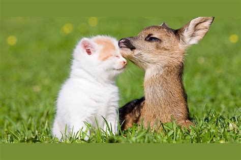Which Quirky Animal Couple Are You And Your Partner