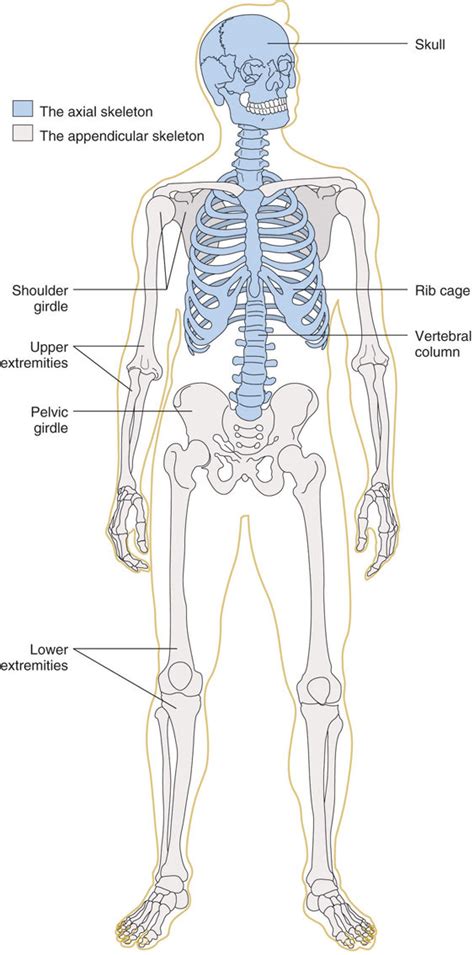 Bones That Make Up The Appendicular Skeleton Mugeek Vidalondon