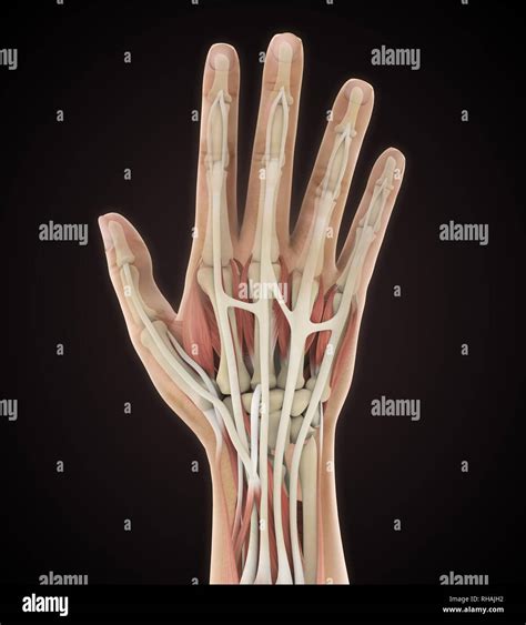 Human Hand Anatomy Illustration Stock Photo Alamy
