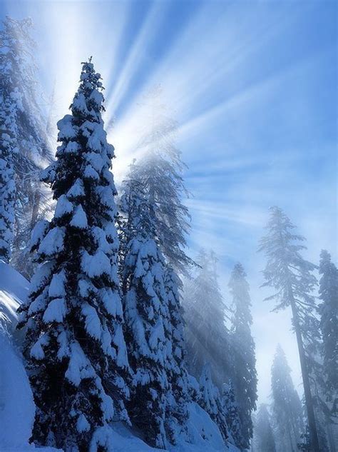 Look At The Light Shining Through Winter Landscape Landscape