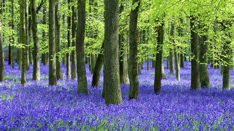 Bluebells And Beech Trees Windows Theme Hd Wallpaper Preview
