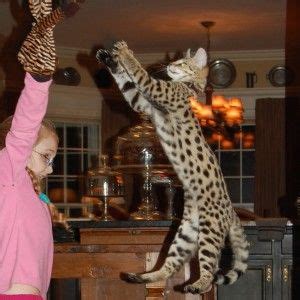 To apply to adopt a cat: 176 best images about SAVANNAH CATS on Pinterest | Cats ...