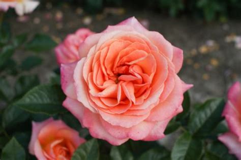 Top 10 Beautiful Pink Roses In The World Yabibo