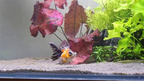 My Planted Fancy Goldfish Tank Youtube