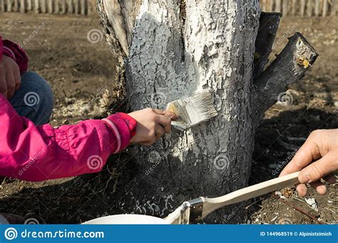 Dad And Daughter Take Care Of Trees Cover The Tree With White Paint For