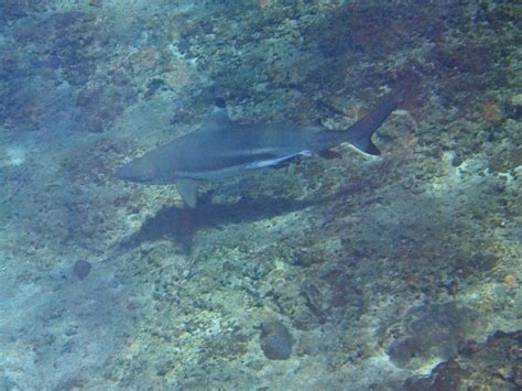 Black Tip Reef Shark Off Phi Phi Le Tasting The World