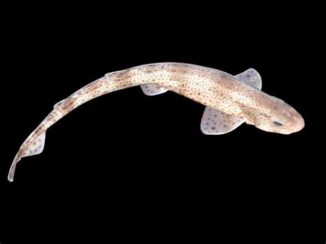 Lets Do Some Zoology Small Spotted Catshark Scyliorhinus Canicula
