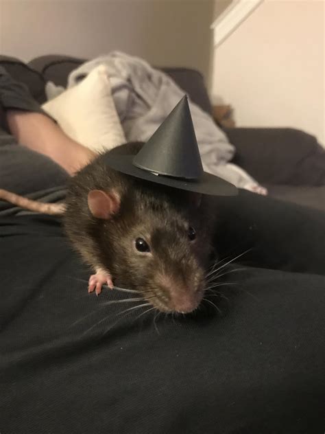 I Put A Spell On You 🐀🎃👻 Rrats