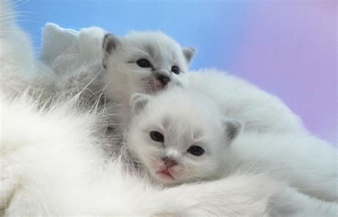Explore 20 listings for blue point siamese cats for sale at best prices. Siamese Cats For Sale | Virginia Beach, VA #71127