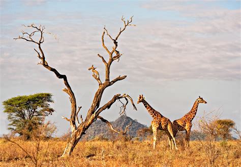 Giraffe Manor And Meru National Park Kenya Photo Safari Part 1