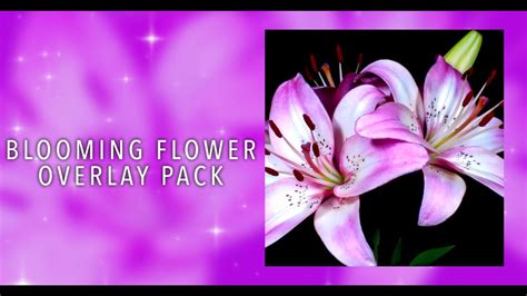 Blooming Flower Overlay Pack Link In Desc YouTube