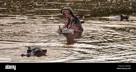 Gran Hipopótamo Con La Boca Abierta En El Río Masai Mara Kenia